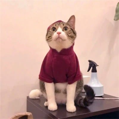 Dingdong Dantes avatar